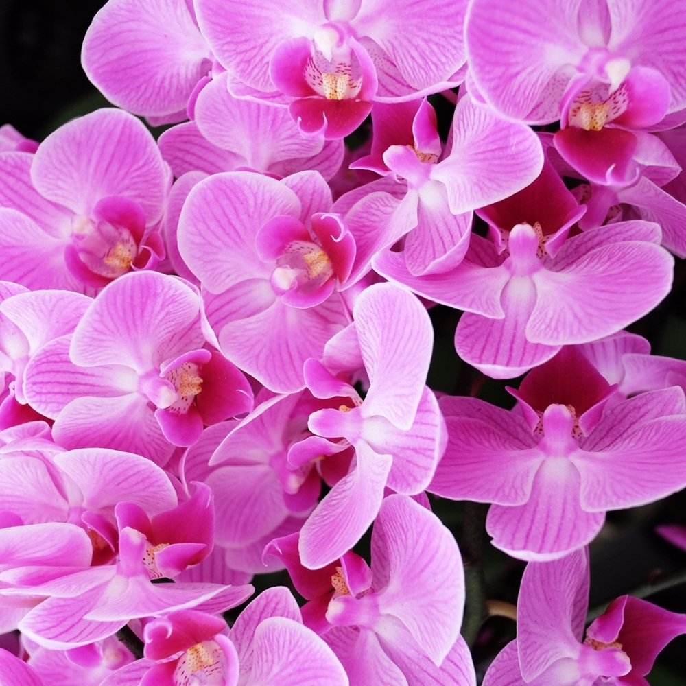 Meet your Posher, Veronica